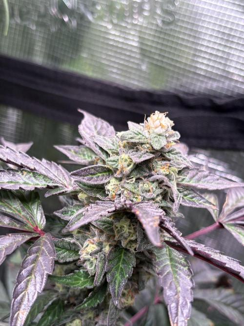 The Fried Banana Diaries. Week 11