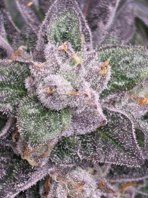 The Fried Banana Diaries. Week 11