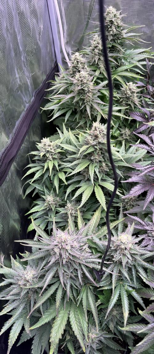 Black Cherry Ice Report. Week 11