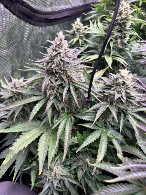 Black Cherry Ice Report. Week 11