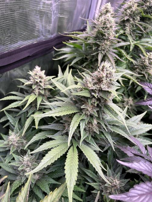 Black Cherry Ice Report. Week 11