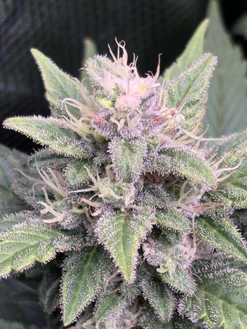 Black Cherry Ice Report. Week 11