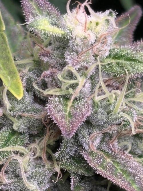 Black Cherry Ice Report. Week 11