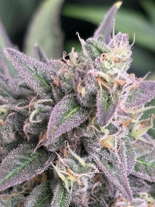 Black Cherry Ice Report. Week 11