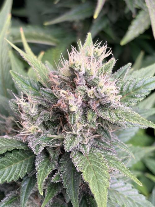 Black Cherry Ice Report. Week 11