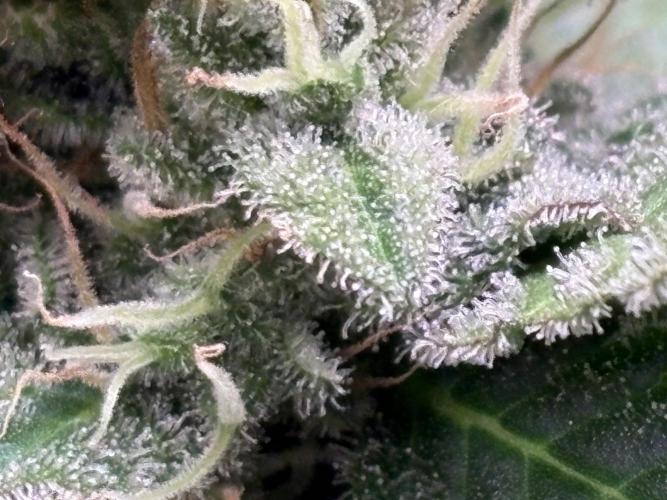 Black Cherry Ice Report. Week 11