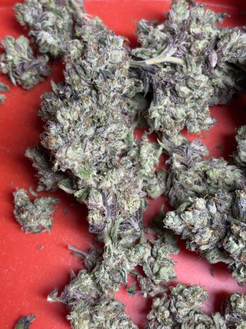 Operation Eyeballz from Start to End. Week 12