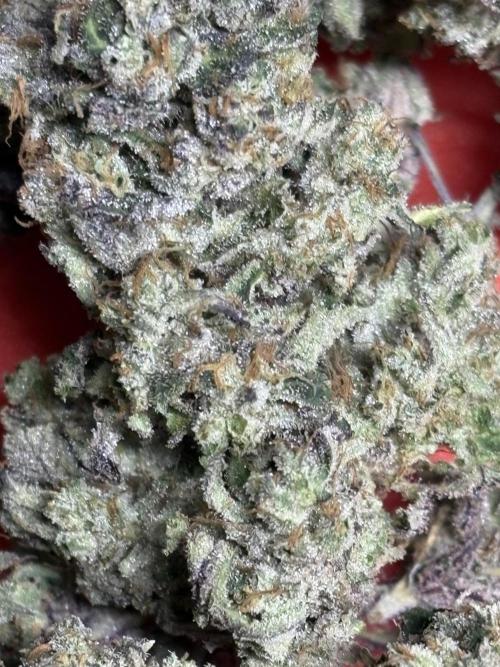 Operation Eyeballz from Start to End. Week 12