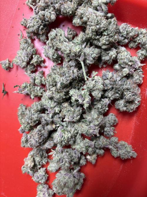 Operation Eyeballz from Start to End. Week 12