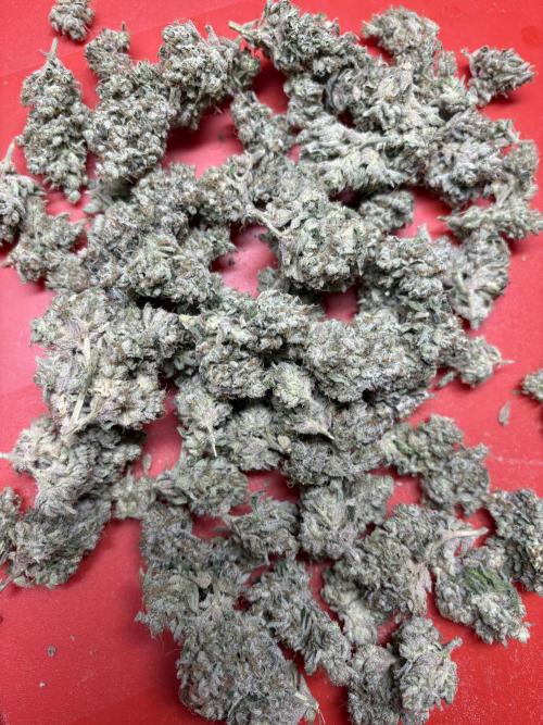 Operation Eyeballz from Start to End. Week 12