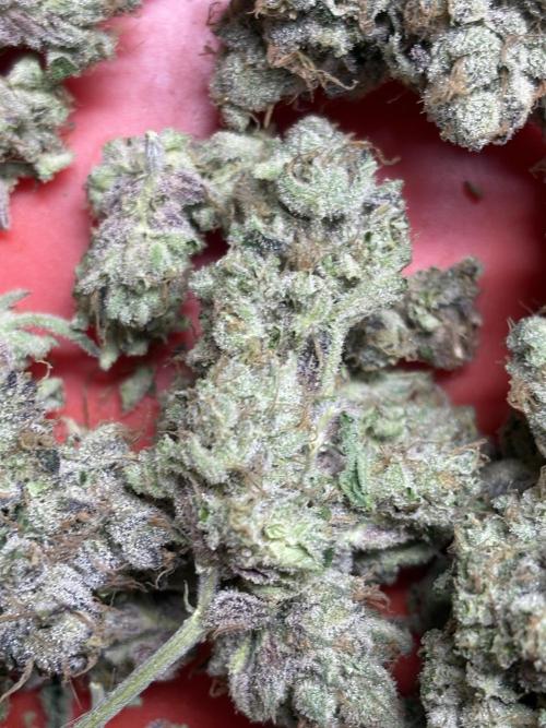 Operation Eyeballz from Start to End. Week 12