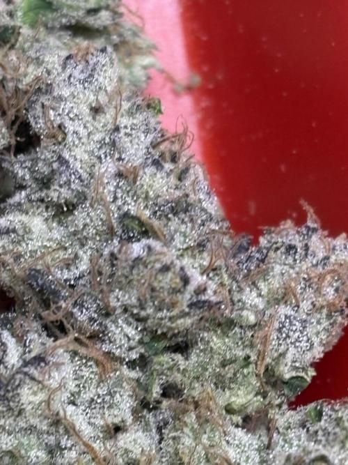 Operation Eyeballz from Start to End. Week 12