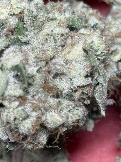 Operation Eyeballz from Start to End. Week 12