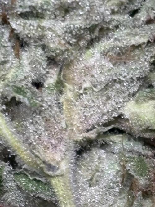 Operation Eyeballz from Start to End. Week 12