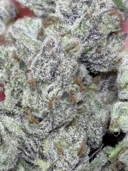 🌿 Cereal Session. Week 11