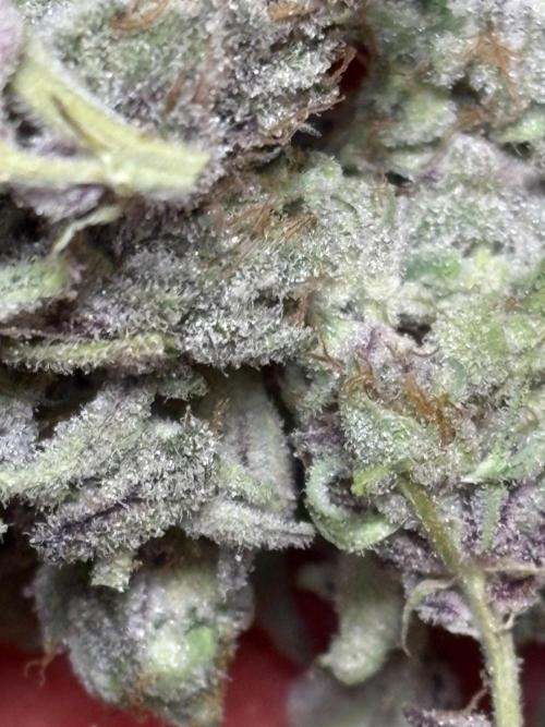 🌿 Cereal Session. Week 11