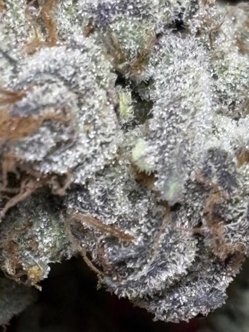 🌿 Cereal Session. Week 11