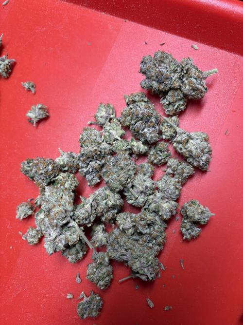 The Fried Banana Diaries. Week 12