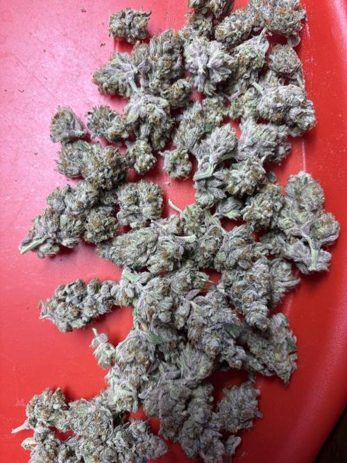 The Fried Banana Diaries. Week 12