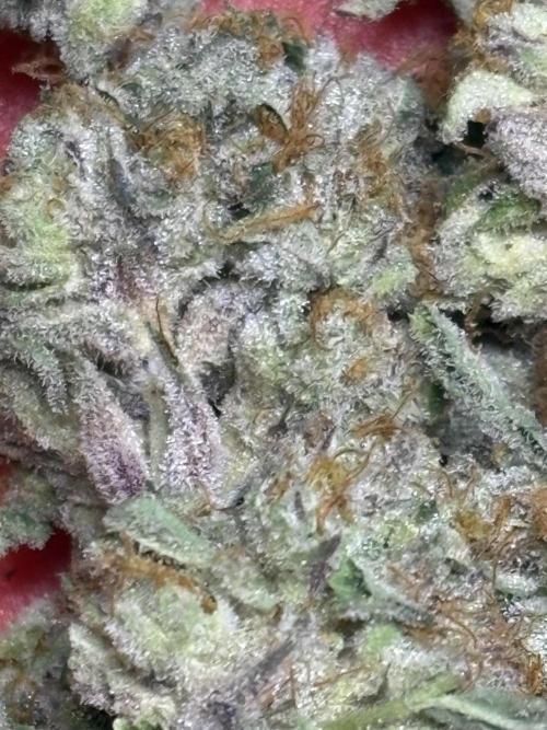 The Fried Banana Diaries. Week 12