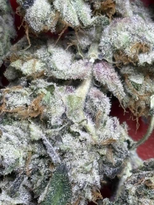 The Fried Banana Diaries. Week 12