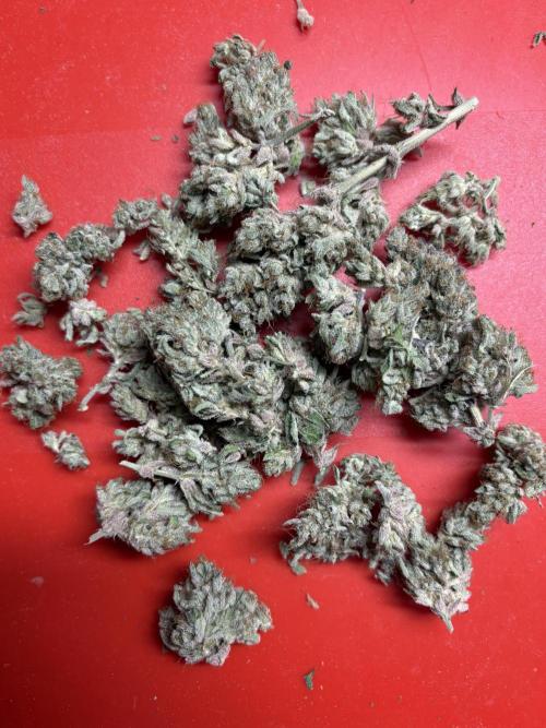 Zesty Zlushie Diaries. Week 12