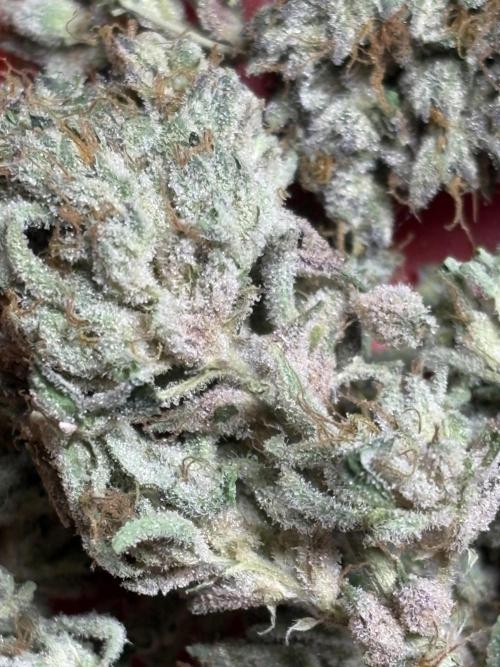 Zesty Zlushie Diaries. Week 12