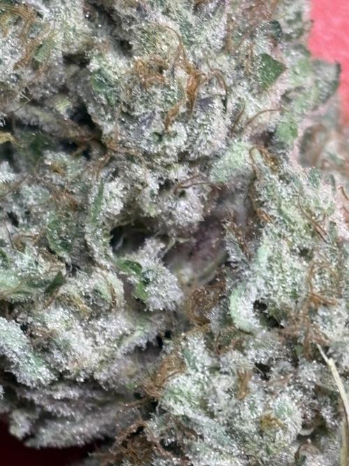 Zesty Zlushie Diaries. Week 12