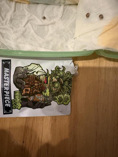 Masterpiece from Start to Harvest. Week 0