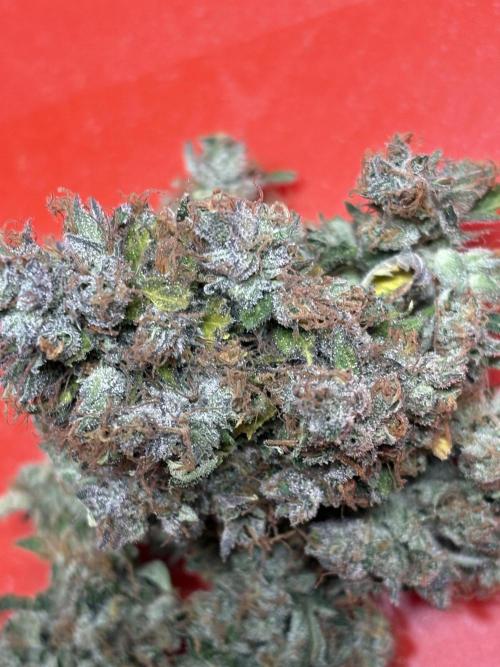 The 3-Peat Project. Week 12