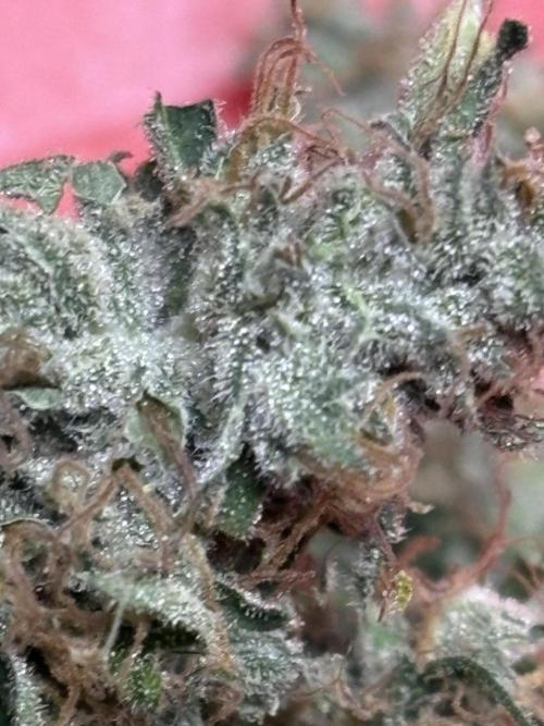 The 3-Peat Project. Week 12