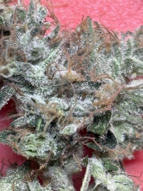 The 3-Peat Project. Week 12