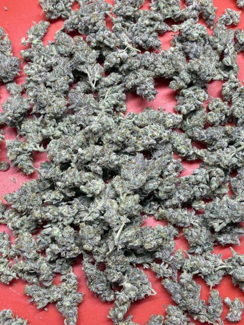 Rainbow Sherbert #11 Notes. Week 11