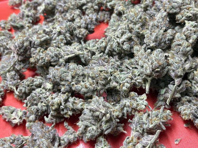 Rainbow Sherbert #11 Notes. Week 11