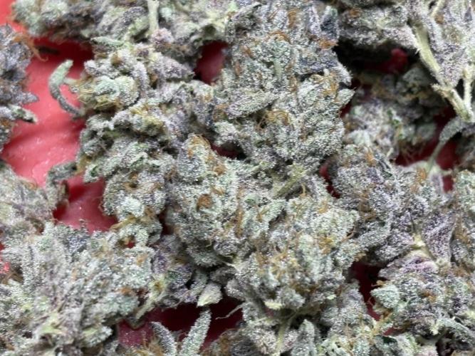 Rainbow Sherbert #11 Notes. Week 11