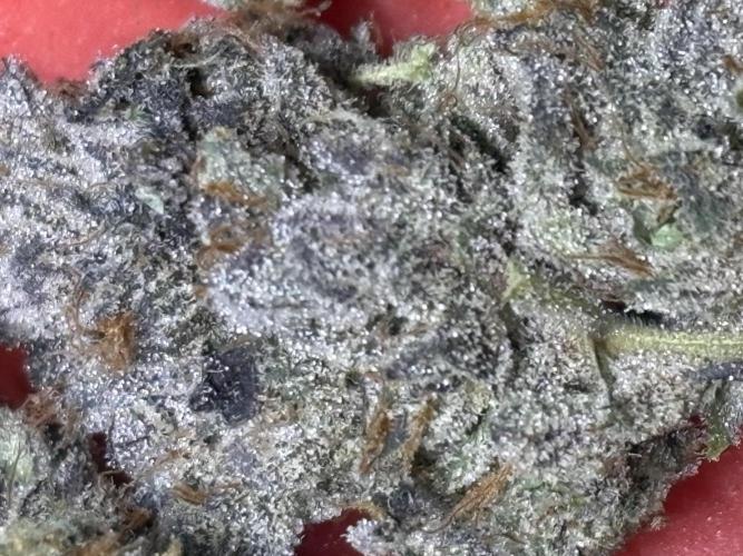 Rainbow Sherbert #11 Notes. Week 11