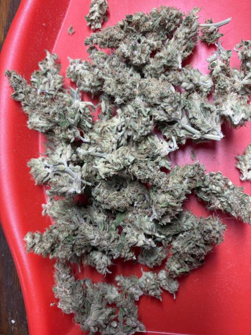 Black Cherry Ice Report. Week 12