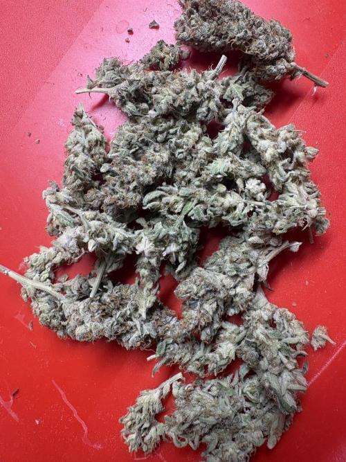 Black Cherry Ice Report. Week 12