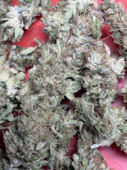 Black Cherry Ice Report. Week 12