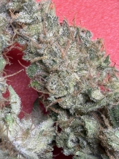 Black Cherry Ice Report. Week 12