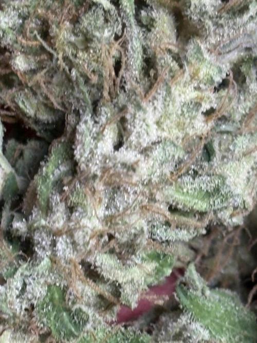 Black Cherry Ice Report. Week 12