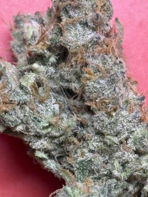 Black Cherry Ice Report. Week 12