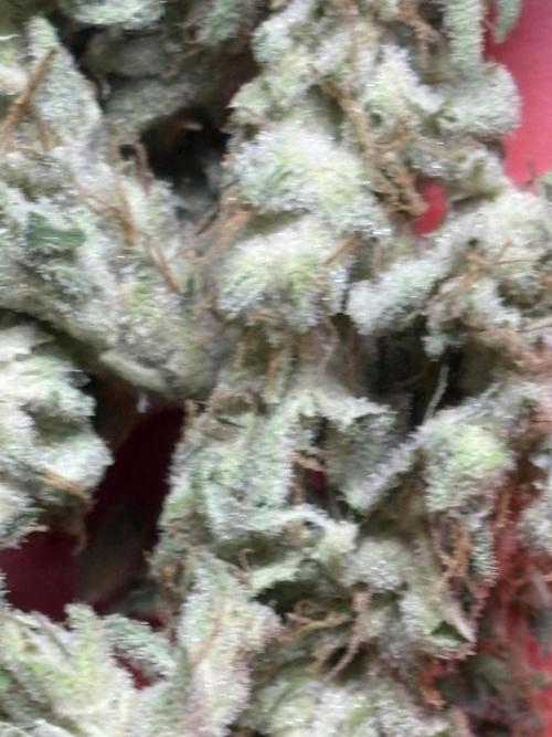 Black Cherry Ice Report. Week 12