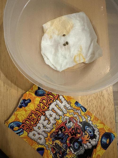 Brake Dust Dreams, Break Pad Breath Grow. Week 0