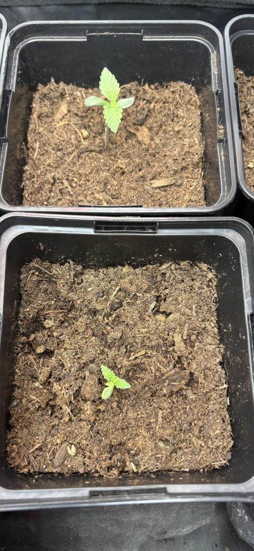 Brake Dust Dreams, Break Pad Breath Grow. Week 0