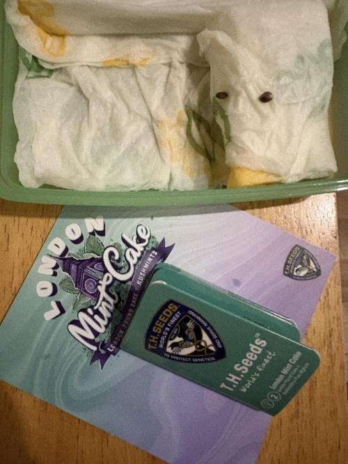 London Mint Cycle. Week 0