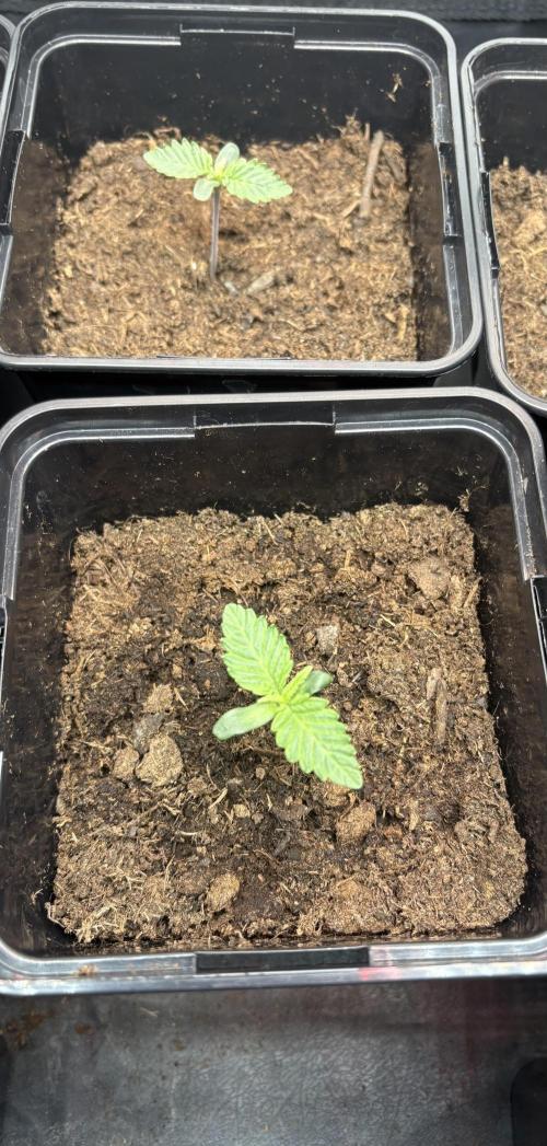 London Mint Cycle. Week 0