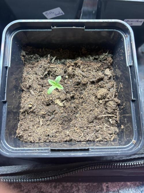 Grape Diamonds x Grandpas Cookies #6. Week 0