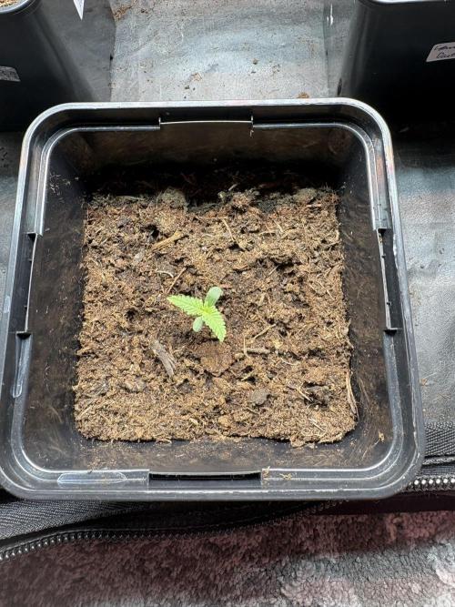 Electric Candy Haze – Grow Diary. Week 0