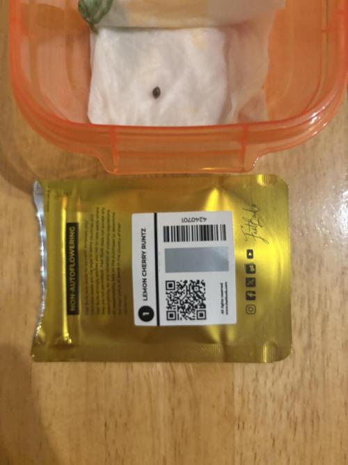 Lemon Cherry Royale – Grow Log. Week 0